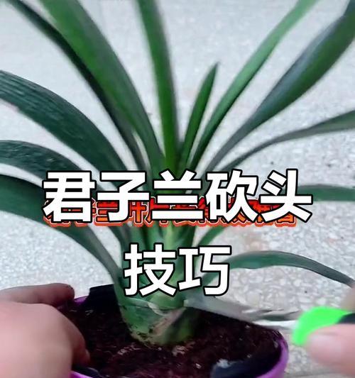 君子兰叶片下垂是什么原因？如何处理？