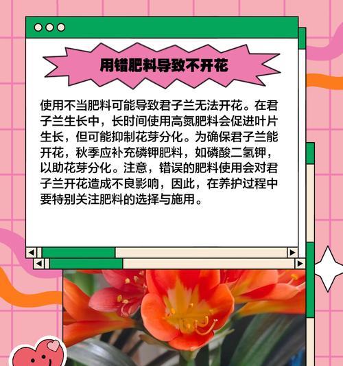 君子兰叶片下垂是什么原因？如何处理？