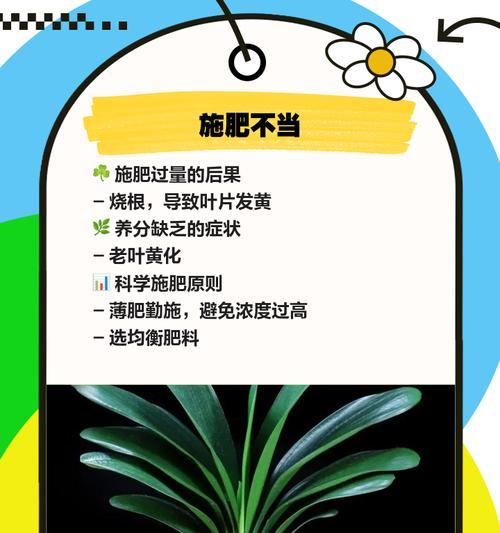 君子兰叶片下垂是什么原因？如何处理？