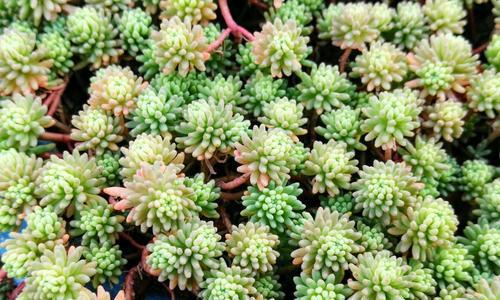 大薄雪的养殖环境和护理要点是什么？