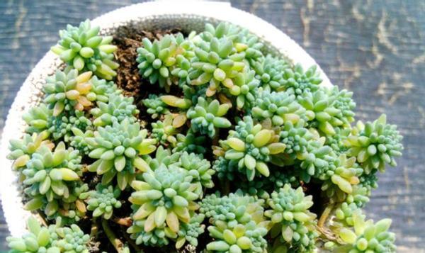 大薄雪的养殖环境和护理要点是什么？