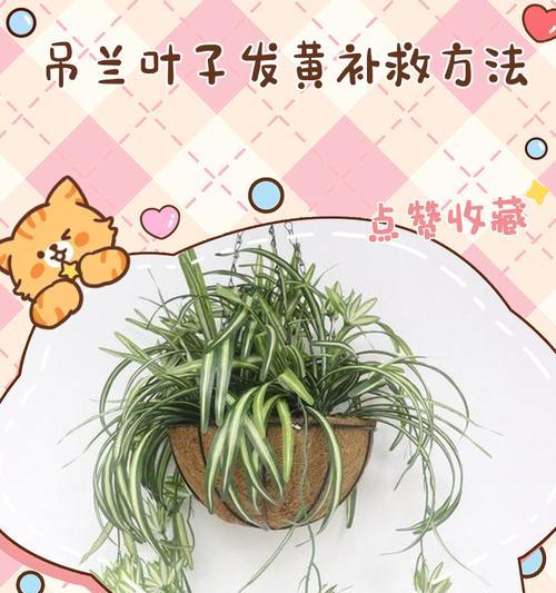 吊兰换土后蔫了的解决方法是什么？