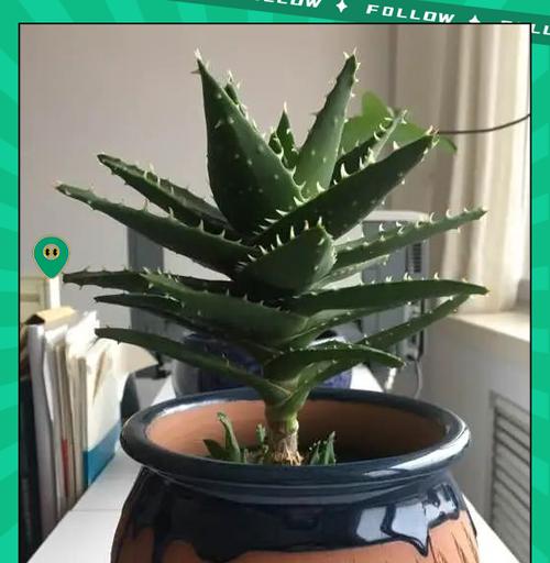 芦荟分株的最佳季节和方法是什么？