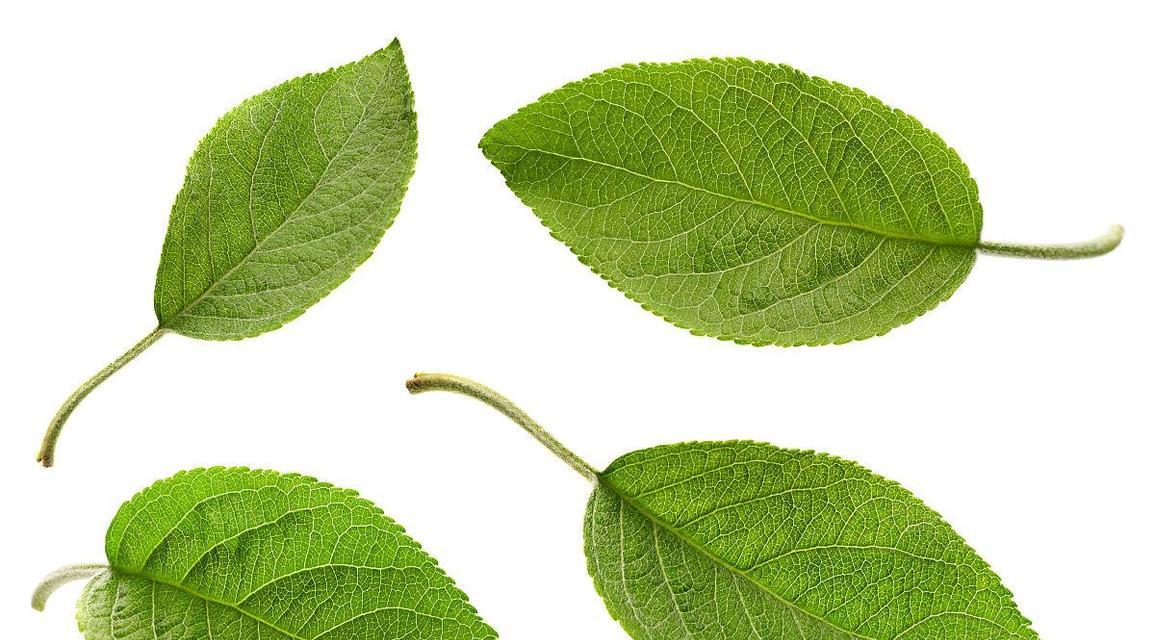 苹果树的叶子有哪些特征？识别苹果树叶子的重要性是什么？