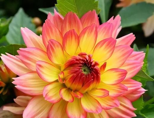 大丽花不开花是什么原因？如何促进开花？