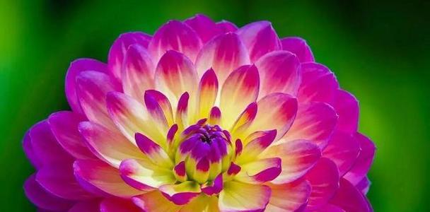 大丽花不开花是什么原因？如何促进开花？