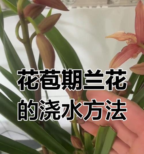 夏天兰花的浇水技巧是什么？如何避免夏天兰花烂根？