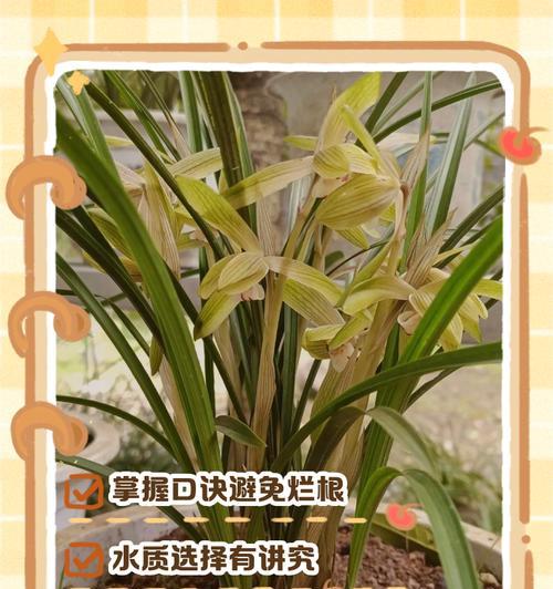 夏天兰花的浇水技巧是什么？如何避免夏天兰花烂根？