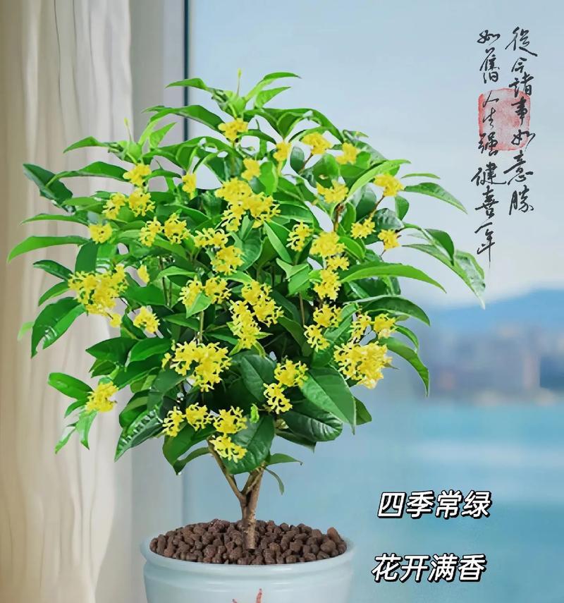 哪些月季品种适合盆栽？如何照料？