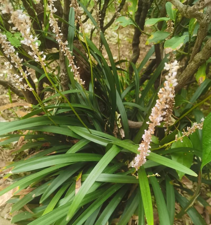 兰草是什么植物？兰草的含义和文化象征是什么？