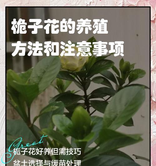 栀子花养护方法是什么？