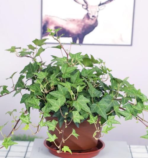 常春藤换盆的最佳时机是什么时候？换盆后如何护理常春藤？