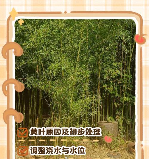 散尾竹叶子发黄是什么原因？如何解决？
