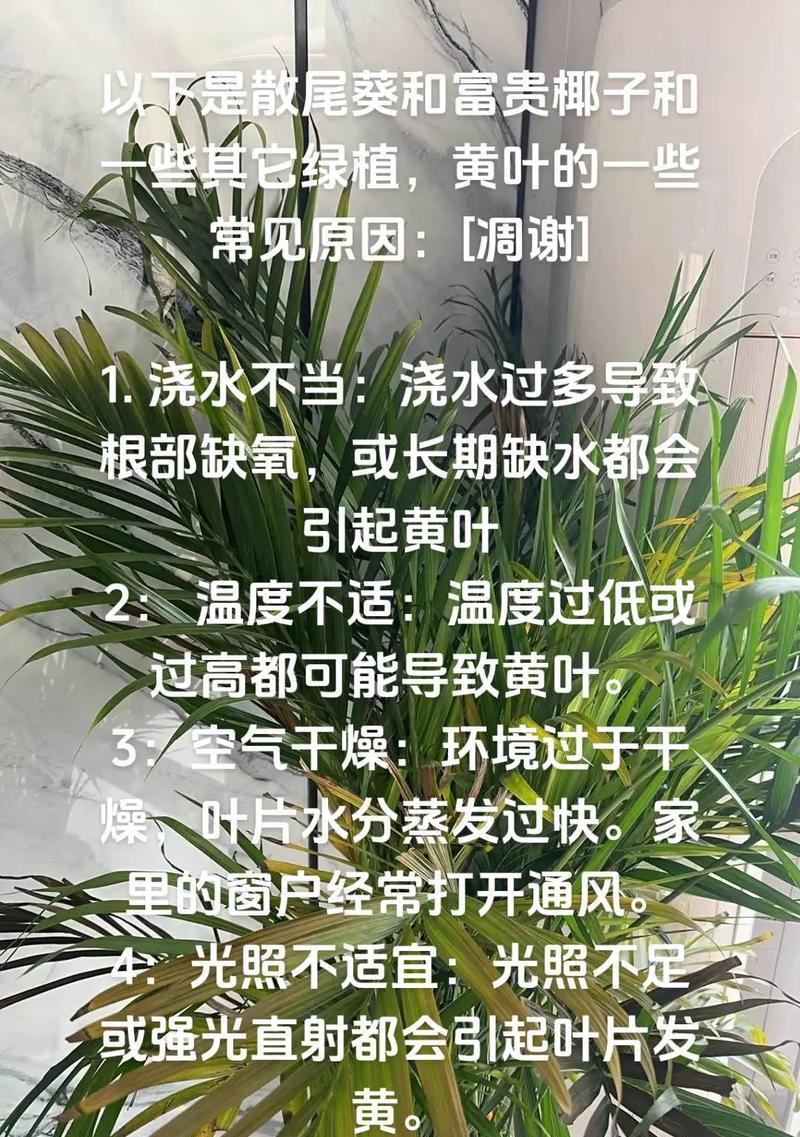 散尾竹叶子发黄是什么原因？如何解决？