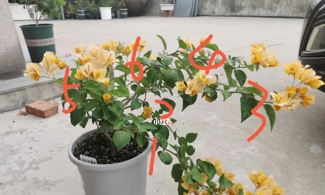三角梅什么时候修剪？正确的修剪方法是什么？