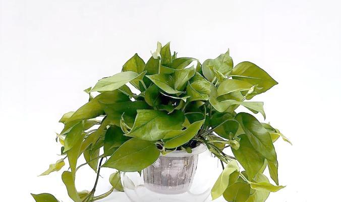 绿萝种植的步骤和养护要点是什么？