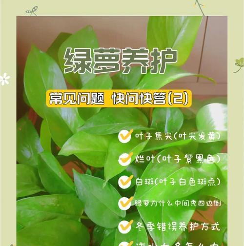 绿萝种植的步骤和养护要点是什么？