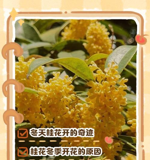 桂花冬季养护的要点是什么？