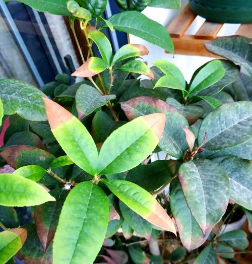 桂花冬季养护的要点是什么？