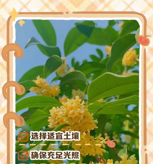 桂花冬季养护的要点是什么？