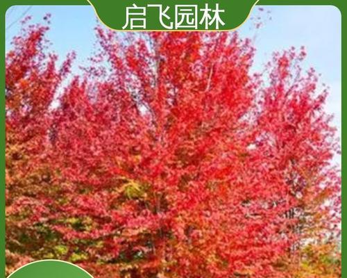 红枫繁殖的正确方式有哪些？如何提高成活率？