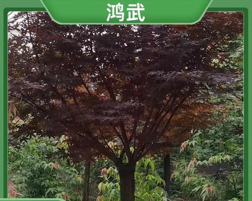红枫繁殖的正确方式有哪些？如何提高成活率？