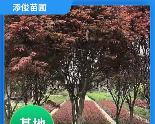 红枫繁殖的正确方式有哪些？如何提高成活率？
