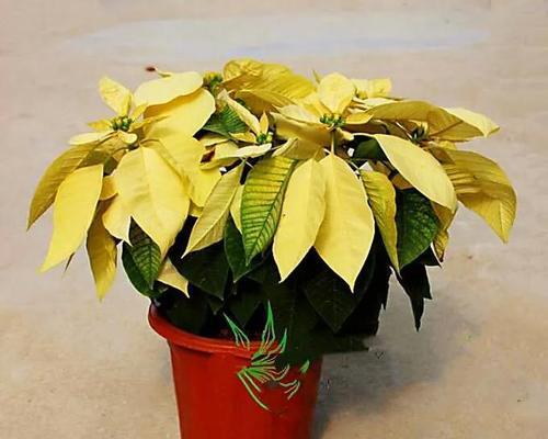一品红是哪个科的植物？一品红的分类是什么？