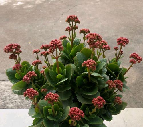 高温植物有哪些？如何选择和养护？