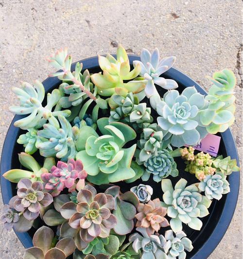 玻璃球植物的养护要点有哪些？