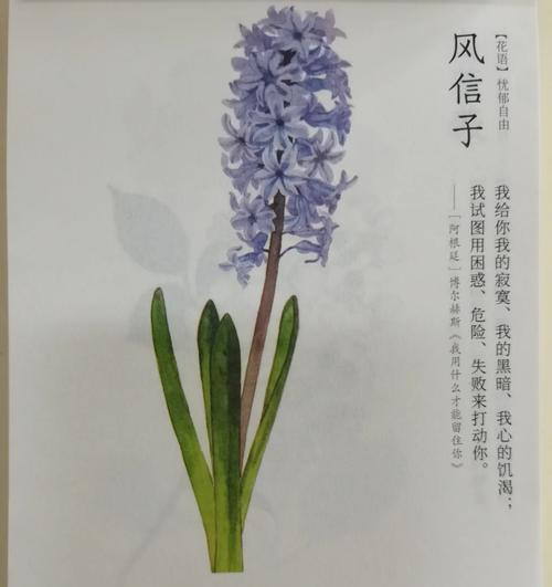 风信子换水的最佳时机和方法？