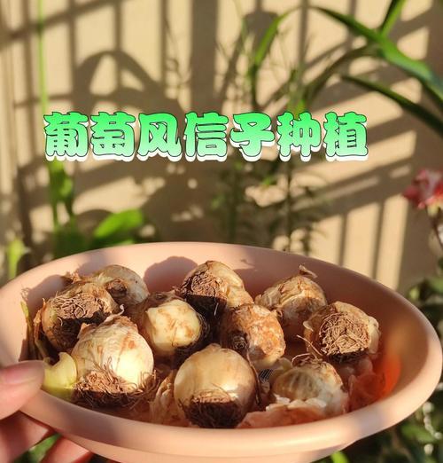 风信子换水的最佳时机和方法？