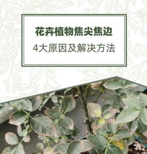 空气花的养殖技巧是什么？