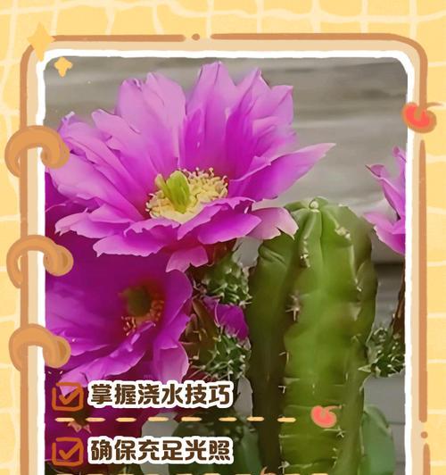 空气花的养殖技巧是什么？