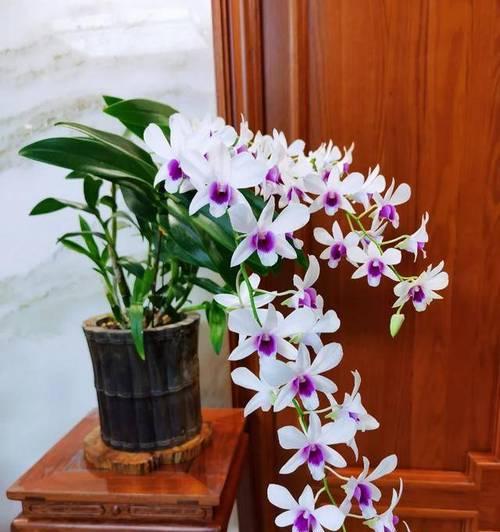 广东地区适合种植哪些花卉？