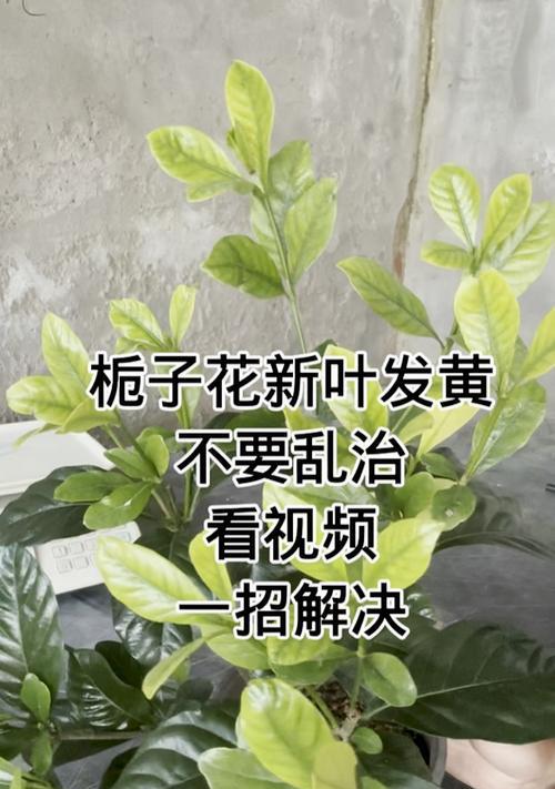 栀子花叶子发黄可能是什么原因造成的？