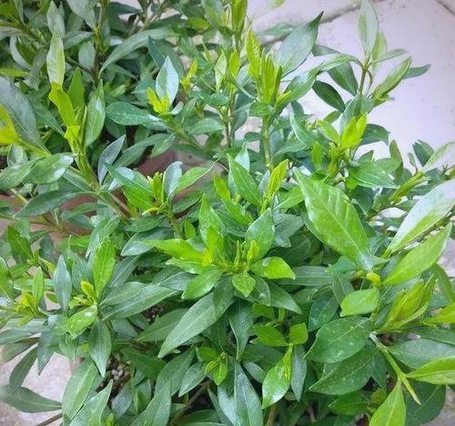栀子花叶子发黄可能是什么原因造成的？