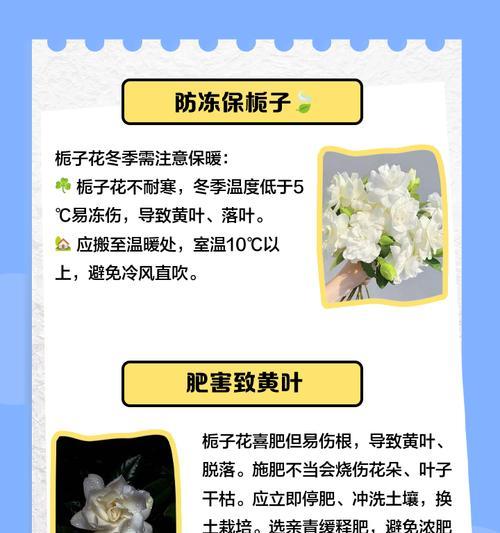 栀子花叶子发黄可能是什么原因造成的？
