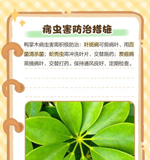 鹅掌树掉叶子的常见原因及解决方法是什么？
