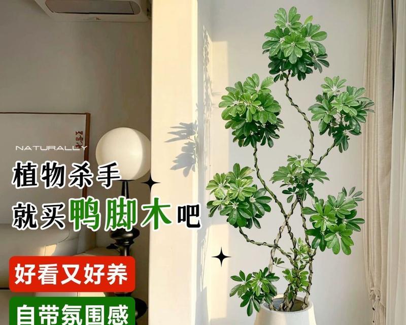 鹅掌树掉叶子的常见原因及解决方法是什么？