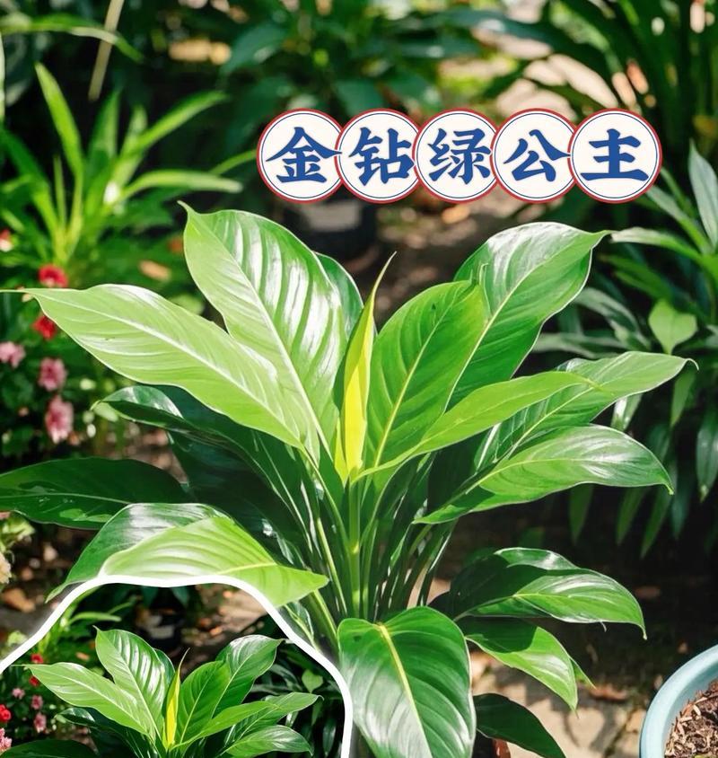 金钻植物的适宜花盆类型是什么？