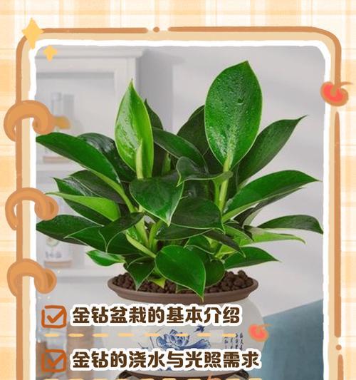 金钻植物的适宜花盆类型是什么？