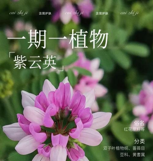 紫云英种植的步骤和要点是什么？