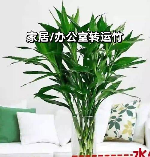 水养转运竹怎么养？有哪些注意事项？