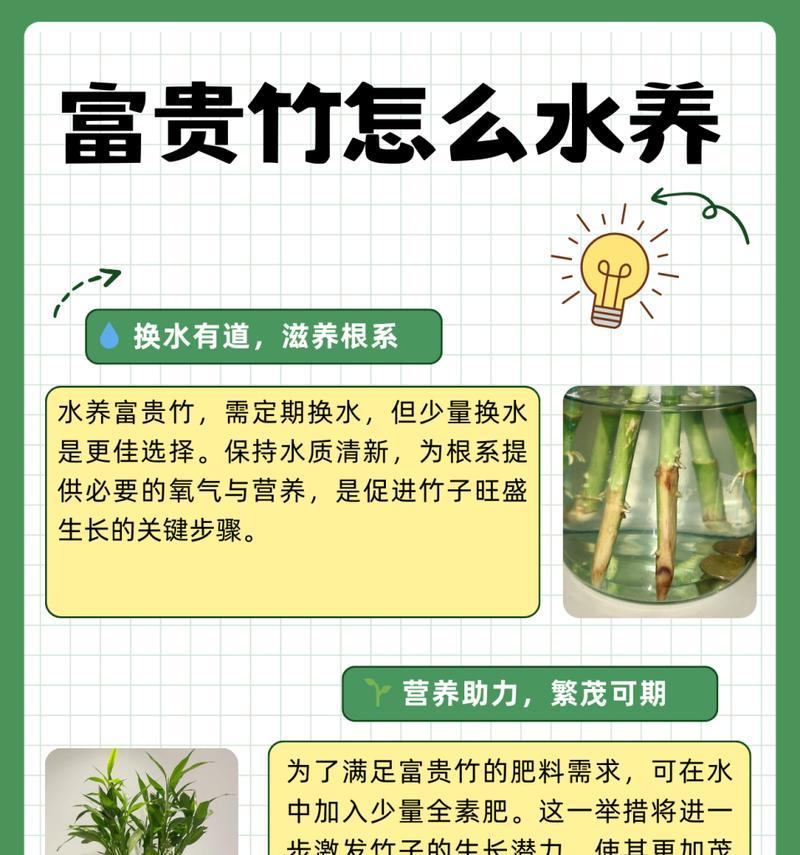 水养转运竹怎么养？有哪些注意事项？