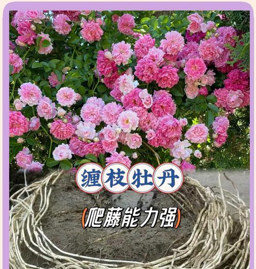 牡丹插枝的最佳时期是什么时候？如何进行插枝？