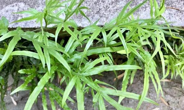 蕨类植物有哪些？适合室内装饰的蕨类植物推荐？