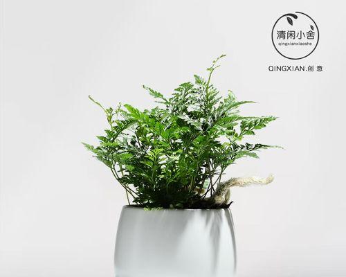 蕨类植物有哪些？适合室内装饰的蕨类植物推荐？