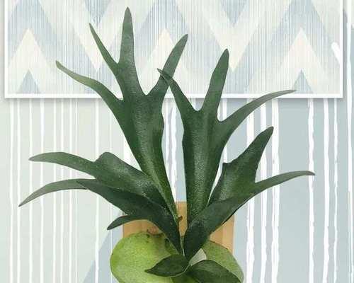 蕨类植物有哪些？适合室内装饰的蕨类植物推荐？