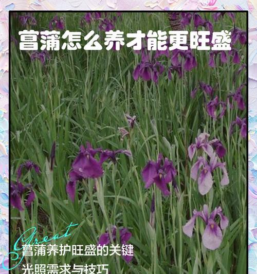 花菖蒲的养殖技巧是什么？如何管理好花菖蒲？